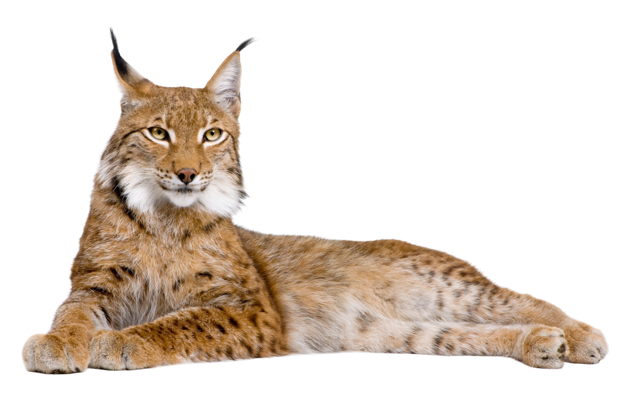 Lynx Photo